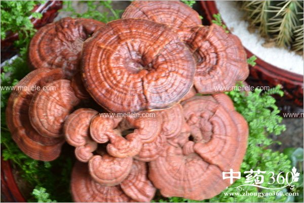 lingzhicaodegongxiao