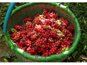 ��ζ����ô�Ժ� ��ζ�ӵĹ�Ч������