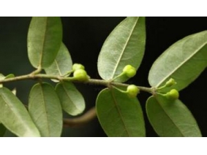 ��ҩ����֮�����˽�ë����Ĺ�Ч