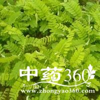 <a href='https://www.zhongyao360.com/z/jigucao/' target='_blank'>���ǲ�</a>