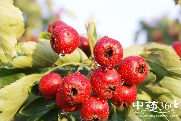 weibuhaochishenmshuiguo