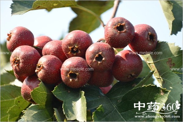 weibuhaochishenmshuiguo