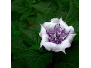 �����޻�