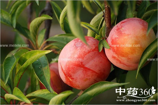 jiroubunengheshenmeyiqichi