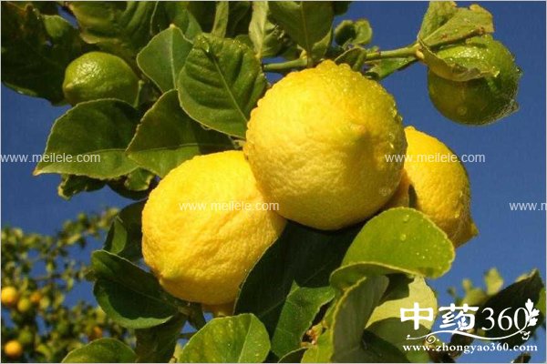 ningmengbunengheshenmyiqichi