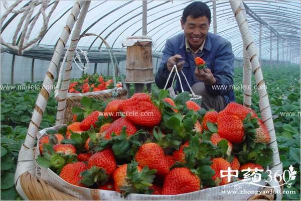 chishenmeshuiguokeyiquhuo