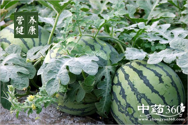 chishenmeshuiguokeyiquhuo