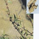 <a href='https://www.zhongyao360.com/z/xiangyuan/maodongqing/' target='_blank'>ë����</a>