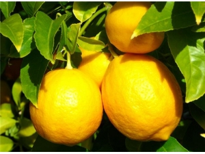 ����Ƭ��ˮ���ʷ� �����Ŷ�Ч����