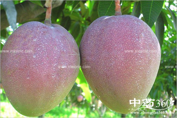 mamgguobunengheshenmeyiqichi