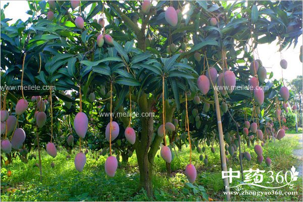 mamgguobunengheshenmeyiqichi