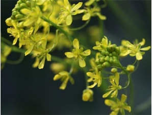 ������������ ��Щ�˲��˺Ȱ�����