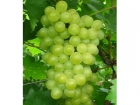 葡萄的功效与作用 丰收之季吃葡萄的好处