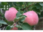 苹果减肥的正确方法 苹果减肥法有效吗！
