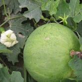 <a href='https://www.zhongyao360.com/z/gualou/' target='_blank'>����</a>