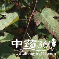 <a href='https://www.zhongyao360.com/z/shanzha/' target='_blank'>ɽ</a>Ҷ