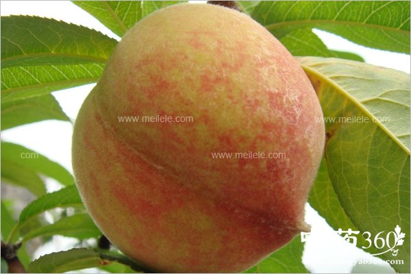 huoxuehuayudeshuiguo