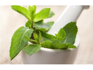 ����Ҷ�ĳԷ� ����Ҷ�����Բ�����