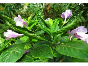 ��ĸ�ݵ����� ��ĸ�ݲ���������ҩ��ͬ��