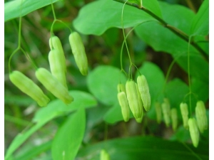 �ƾ���ҩ������ �ƾ��ļ۸�