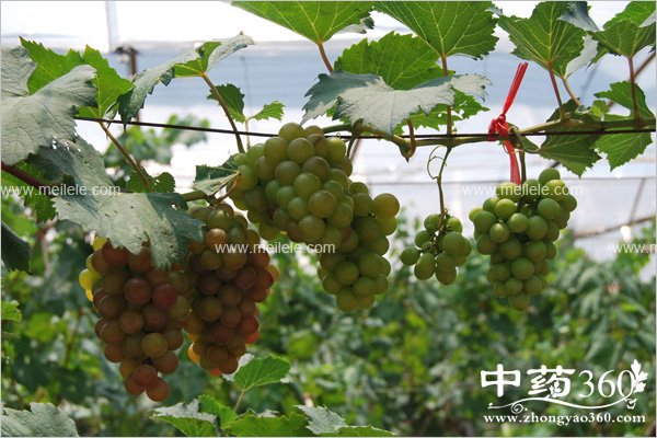 putaozidegongxiaoyuzuoyong