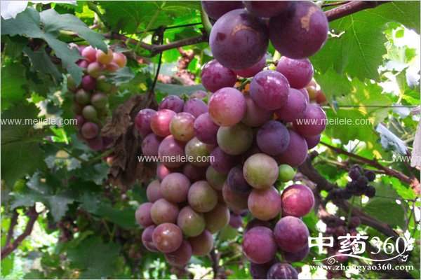 putaozidegongxiaoyuzuoyong