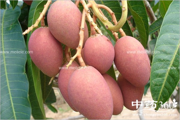 mangguodegongxiaoyuzuoyong