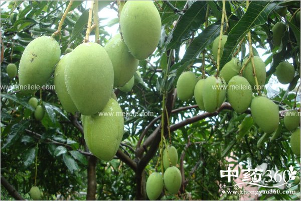 mangguodegongxiaoyuzuoyong