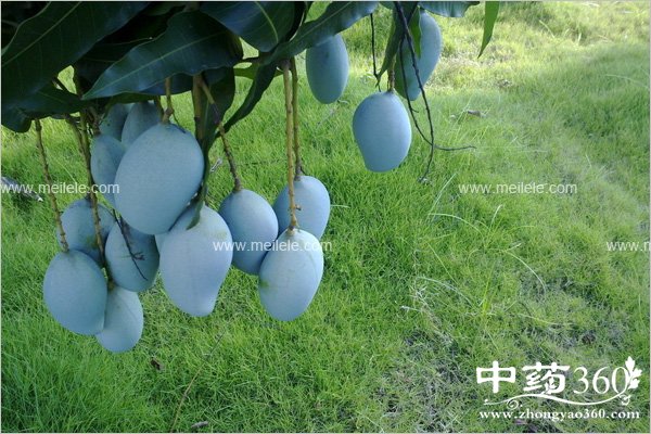 mangguodegongxiaoyuzuoyong