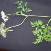 <a href='https://www.zhongyao360.com/z/fangfeng/' target='_blank'></a>