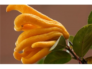 ���ָ� ���ָ���ʳСƫ��