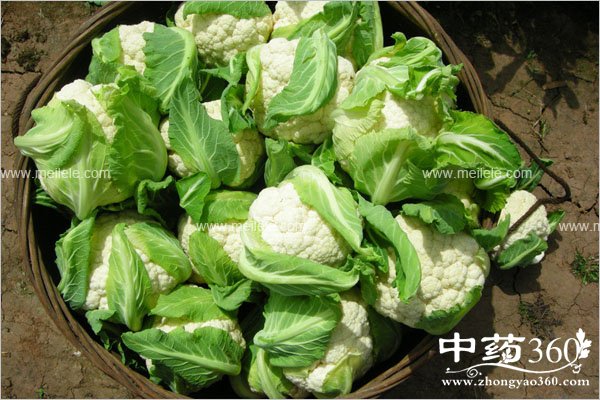 yanzhongdiaofazenmeban