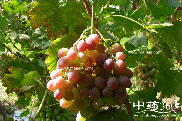 tizideyingyangjiazhi