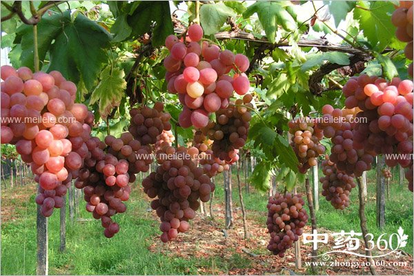 tizideyingyangjiazhi