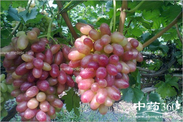 tizideyingyangjiazhi