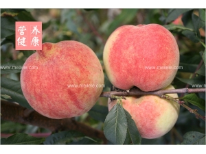 ���ӵ��������� �������ӵ����������