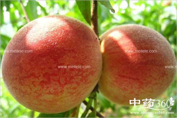 xuetaodeyingyangjiazhi