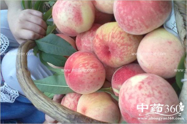 xuetaodeyingyangjiazhi