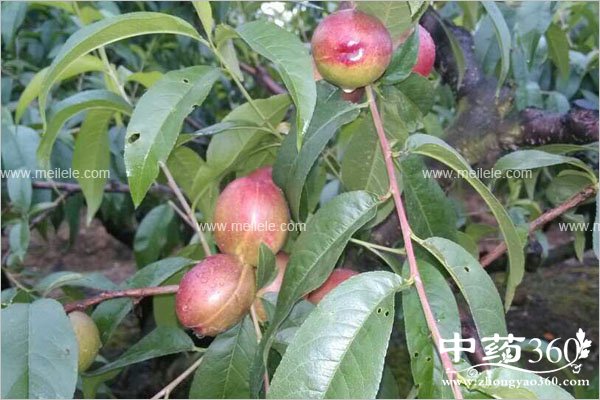 xuetaodeyingyangjiazhi