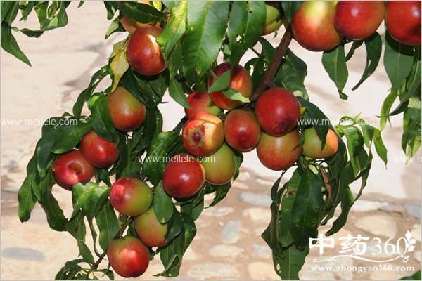 xuetaodeyingyangjiazhi