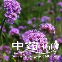 <a href='https://www.zhongyao360.com/z/mabiancao/' target='_blank'>޲</a>