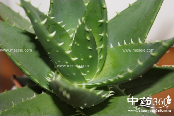 luhuidegongxiaoyuzuoyong