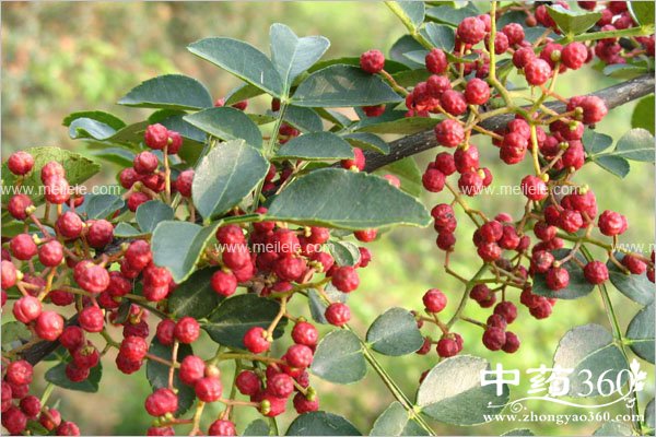 huajiaodegongxiaoyuzuoyong