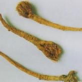 <a href='https://www.zhongyao360.com/z/chaihu/' target='_blank'>柴胡</a>