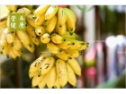 一根香蕉热量多少 香蕉热量情况分析！