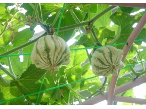 ���ֹϵĹ�Ч������ ���ֹϵĶ�����;