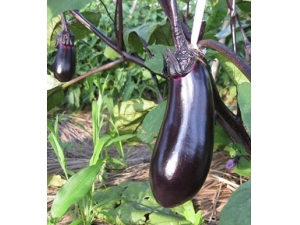 ������4��ʳ�� ����Զ����١���ѹ�ߡ�