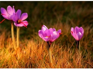 �غ컨��ˮ�ȵĹ�Ч �غ컨��ˮ��ȷ����