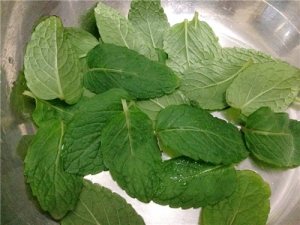 ����Ҷ��ô�� ����Ҷ���ƿڳ�Ч����