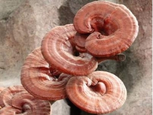 ��֥�Ĺ�Ч������ ��֥����������